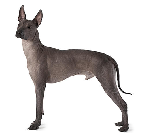 Hairless xoloitzcuintli store